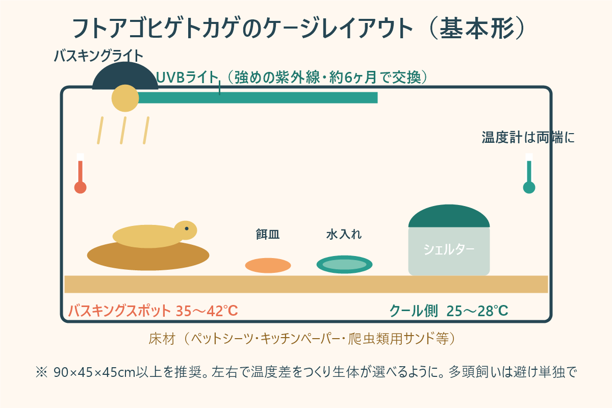 フトアゴヒゲトカゲのケージレイアウト基本形。バスキングライトとUVBライト、シェルター、餌皿、水入れ、温度計2つの配置図