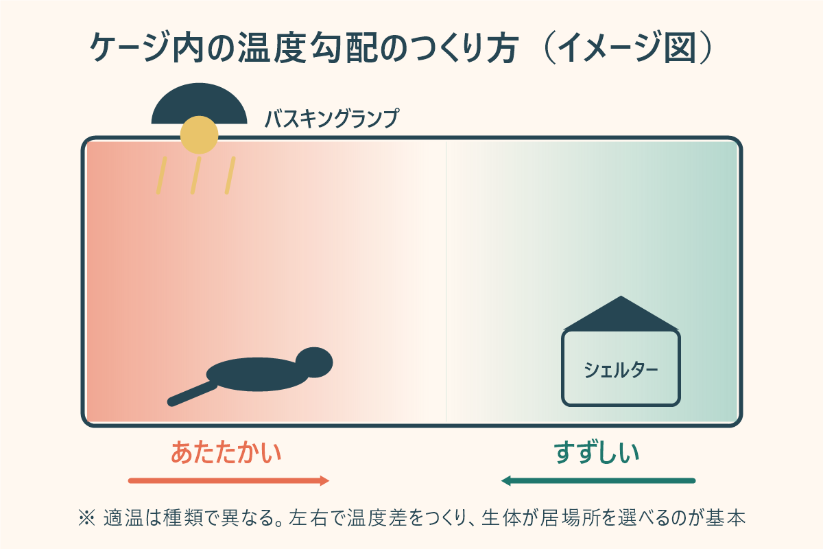 ケージ内の温度勾配のつくり方。左が暖かいバスキング側、右が涼しいクール側